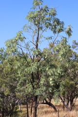 Sesbania formosa