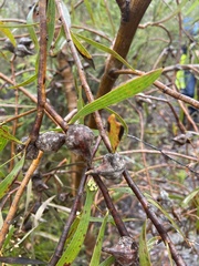 Hakea falcata