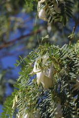 Sesbania formosa