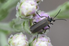Epicauta heterodera