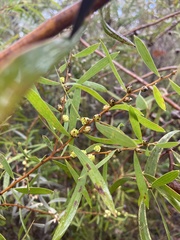 Hakea falcata