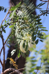 Sesbania formosa