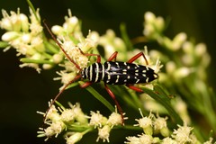 Placosternus erythropus