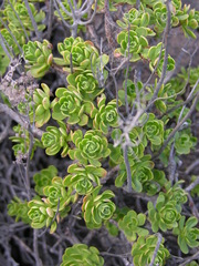 Aeonium spathulatum image