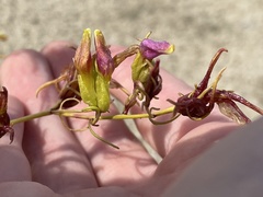 Cordylanthus wrightii