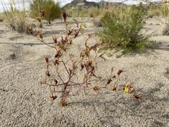 Cordylanthus wrightii
