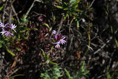 Lobelia jasionoides