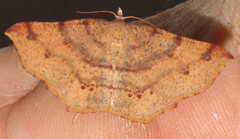 Rhinodia rostraria