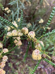 Acacia pentadenia