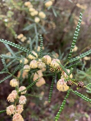 Acacia pentadenia