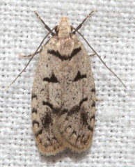 Scatochresis episema