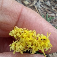 Chrysothamnus depressus