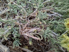 Chrysothamnus depressus