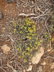 Chrysothamnus depressus