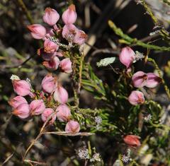 Erica holosericea