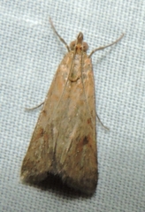 Achyra massalis
