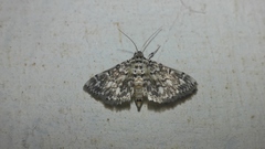 Metoeca