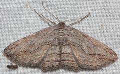 Scioglyptis loxographa