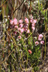 Erica holosericea
