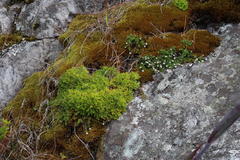 Osmitopsis dentata