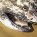 Tiburón Bocón - Photo (c) FishWise Professional, algunos derechos reservados (CC BY-NC-SA)