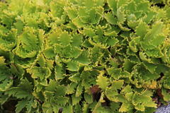 Osmitopsis dentata