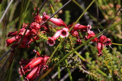 Erica aristata aristata