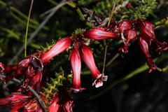 Erica aristata aristata