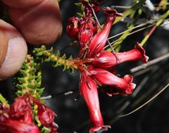 Erica aristata aristata