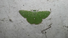 Argyrocosma inductaria