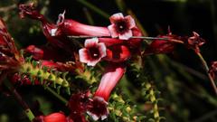 Erica aristata aristata