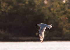 Gelochelidon nilotica