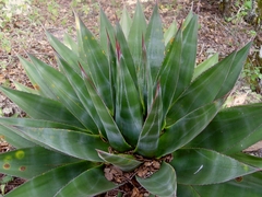 Agave doctorensis