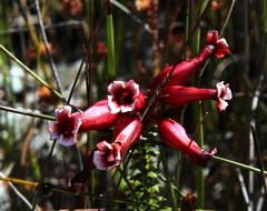 Erica aristata aristata