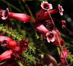 Erica aristata aristata