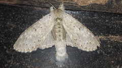 Stauropus alternus albescens