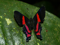 Ancyluris