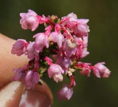 Erica brevifolia