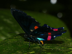 Ancyluris
