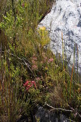Erica brevifolia