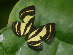 Baeotis staudingeri