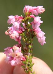 Erica brevifolia