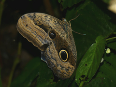 Caligo placidianus