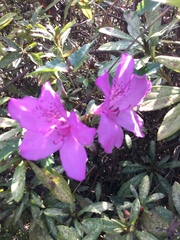 Rhododendron mucronulatum