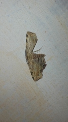 Achrosis intexta