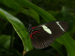 Heliconius wallacei