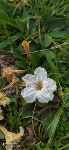 Image of Ruellia geminiflora by (c) Sebastián Fornés, some rights reserved (CC BY)