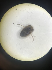 Neoplea striola