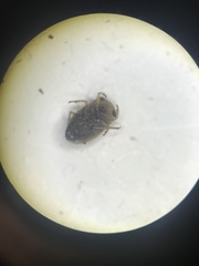 Neoplea striola
