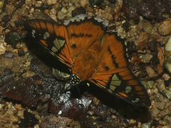 Myscelus epimachia